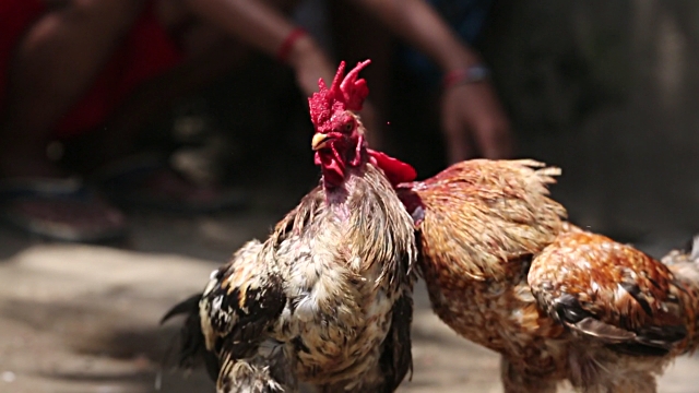Trik Jitu Main Judi Sabung Ayam Online