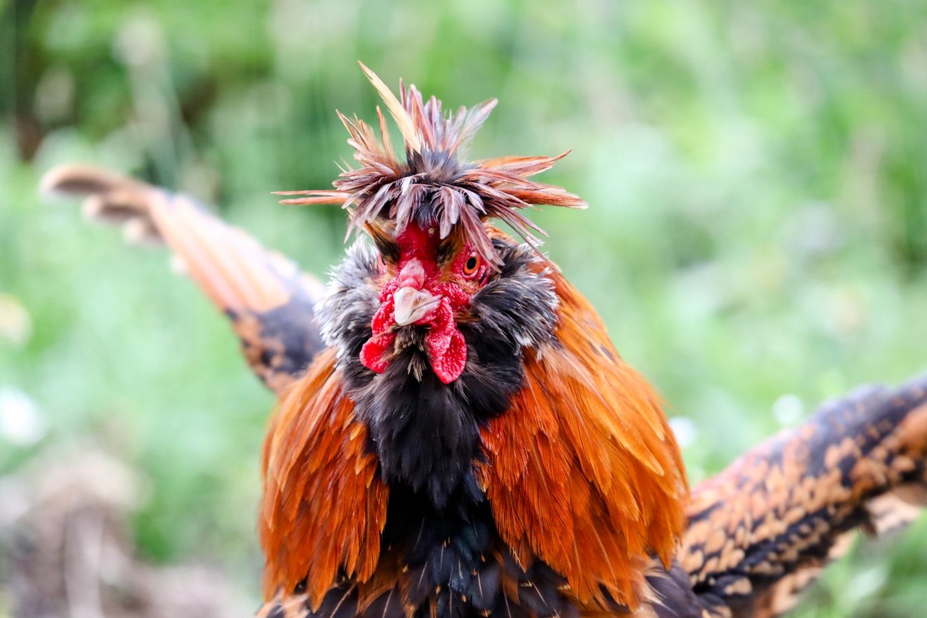 Main Judi Online Sabung Ayam