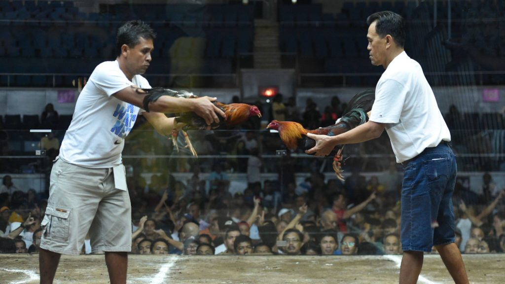 Turnamen Adu Ayam