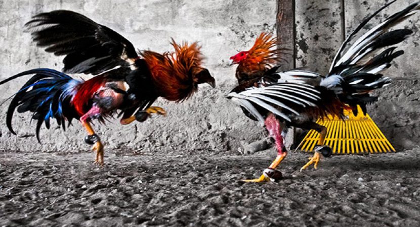 Cara Daftar Judi Sabung Ayam SV388