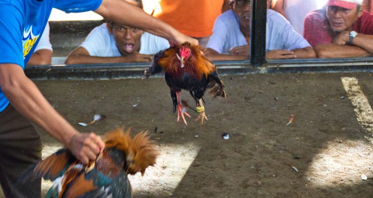 Tahapan Registrasi Akun Baru SV388
