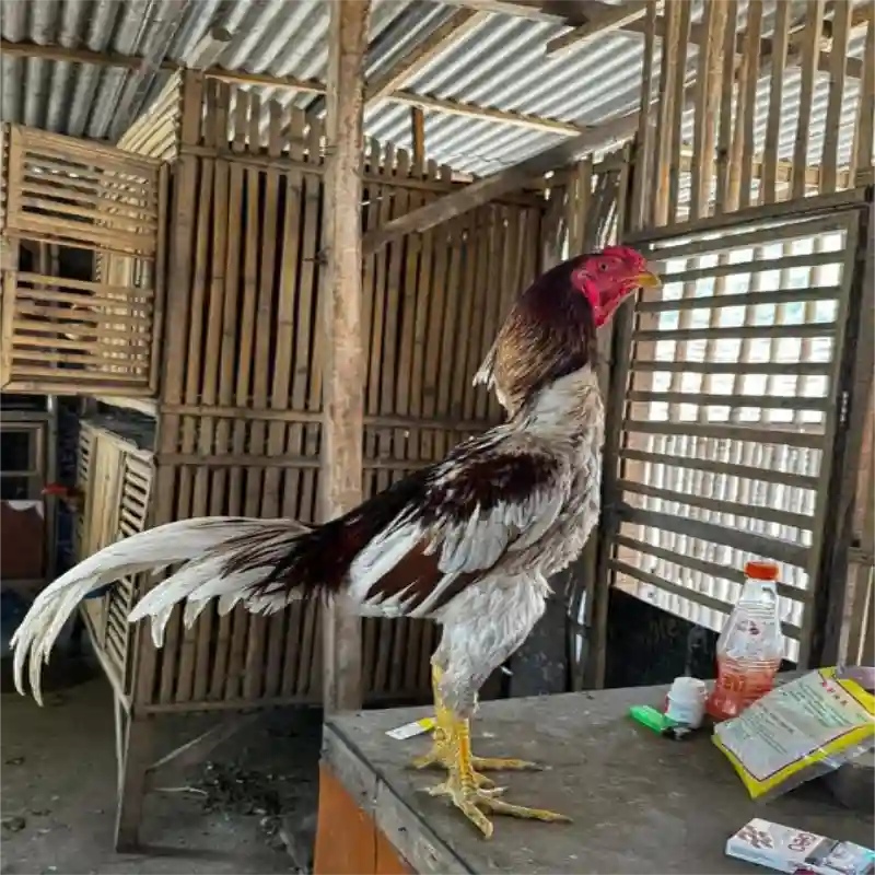 Ciri Ayam Bangkok Asli dan Palsu