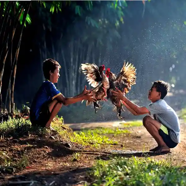 Cara Bermain Tajen Online dengan Aman & Bijak